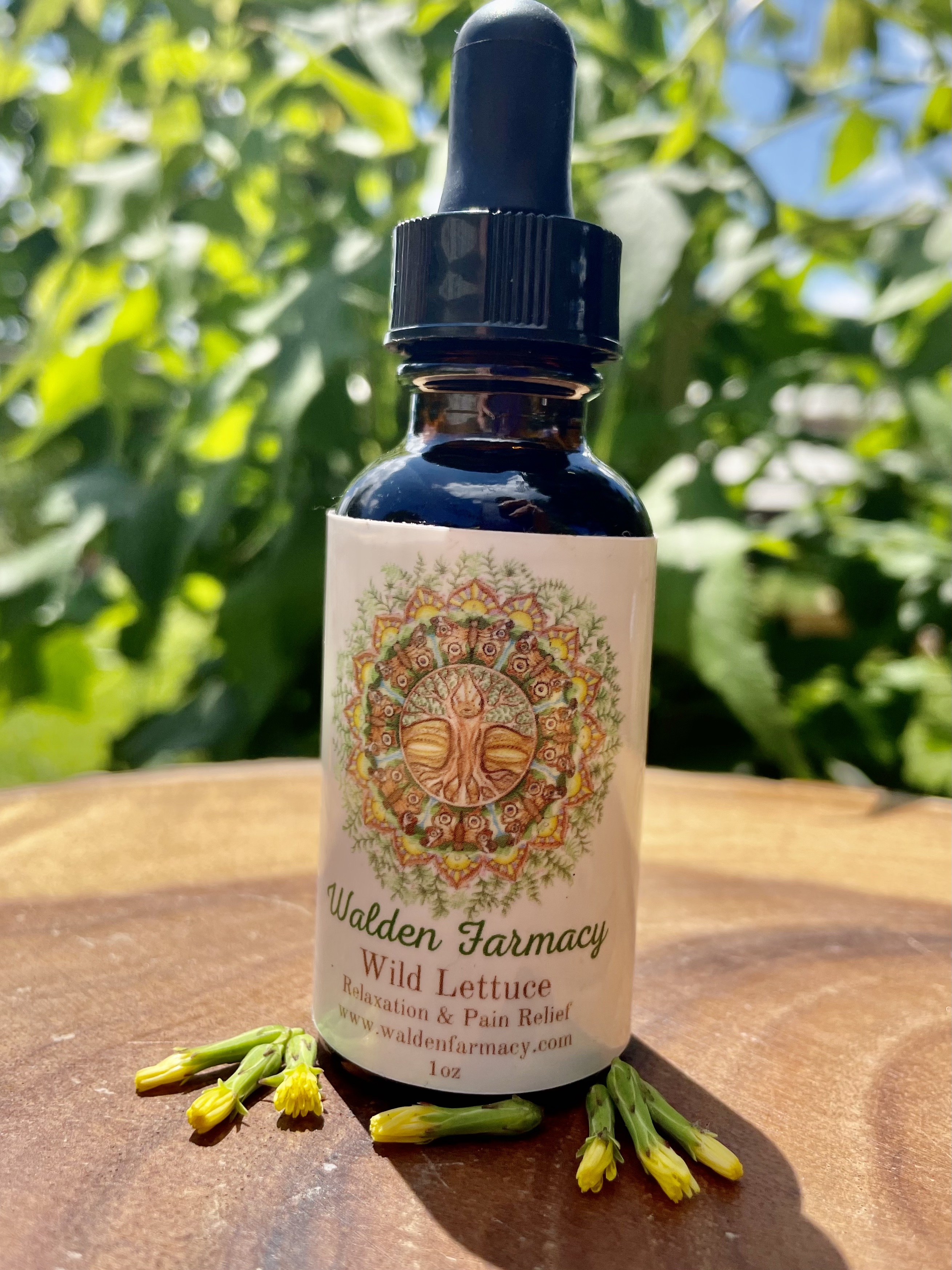 Wild Lettuce Tincture – Walden Farmacy